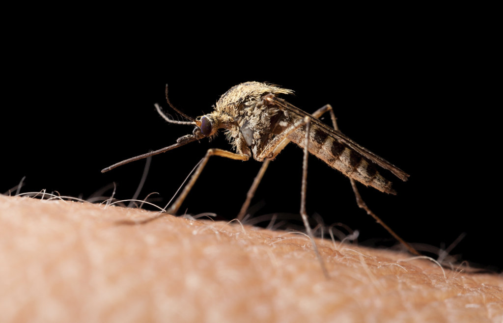 Mozzies not has welcome as butterflies as growing numbers bring health risks. Mozzies not has welcome as butterflies as growing numbers bring health risks.